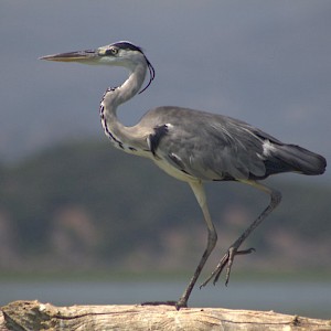 I hope you will enjoy birdwatching at Lake Skadar